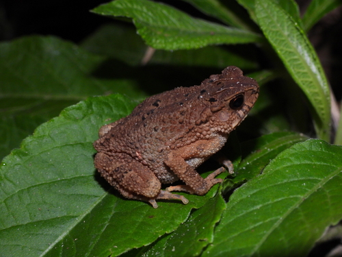 Ingerophrynus parvus observed 2025-11-17