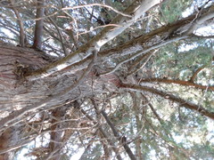 Cupressus lusitanica