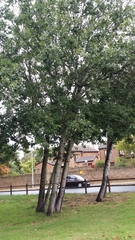 Populus