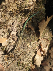 Anatololacerta pelasgiana