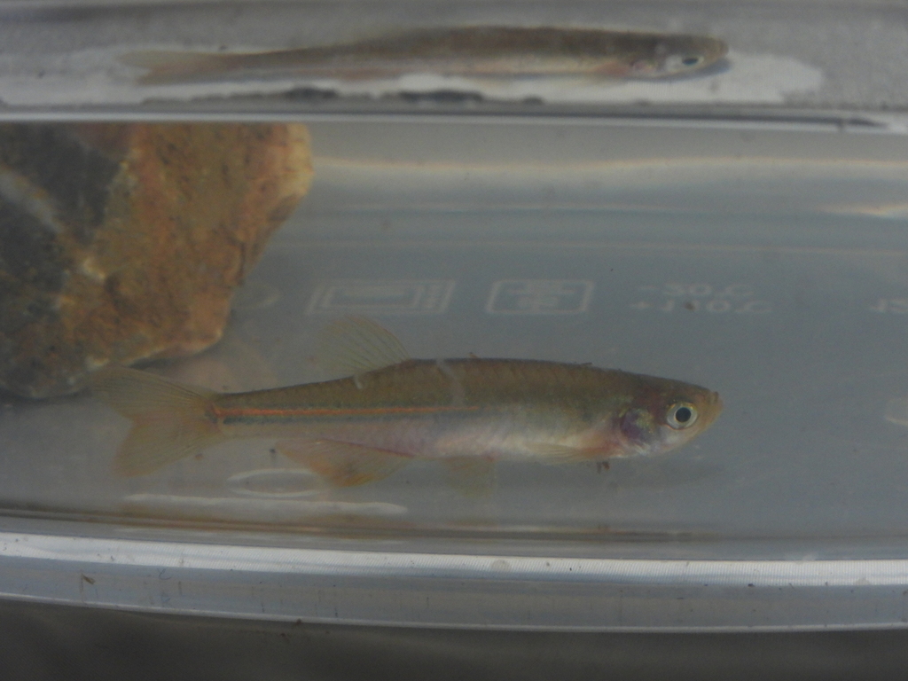 pearl danio (Danio albolineatus)