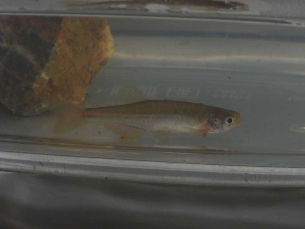pearl danio (Danio albolineatus)