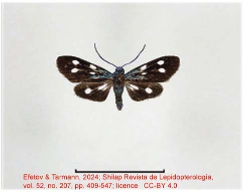 Chrysartona