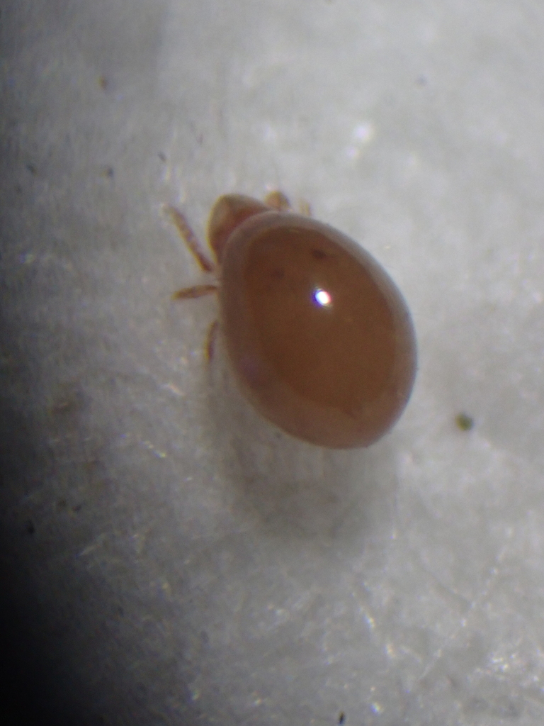 Phthiracarus globosus
