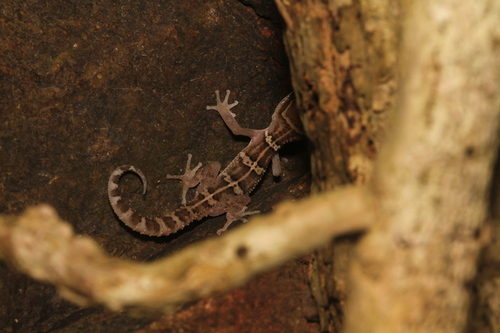 Northern Madagascar Leaf-toed Gecko, Paroedura stumpffi