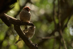 Amadina erythrocephala