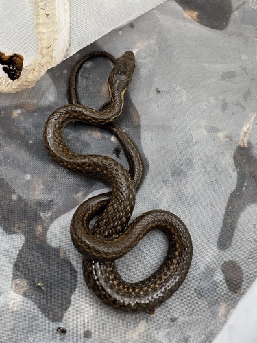 Johann's Keelback