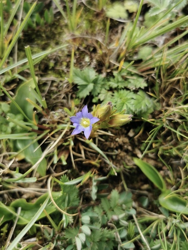 Gentiana linoides
