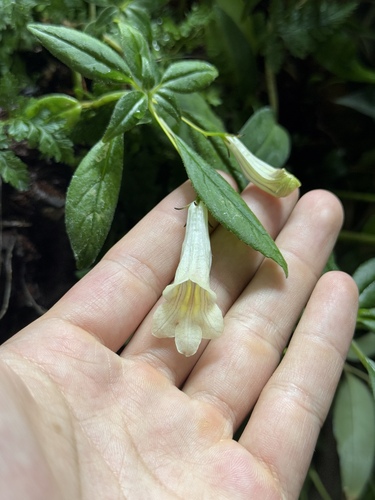 Lysionotus sulphureus