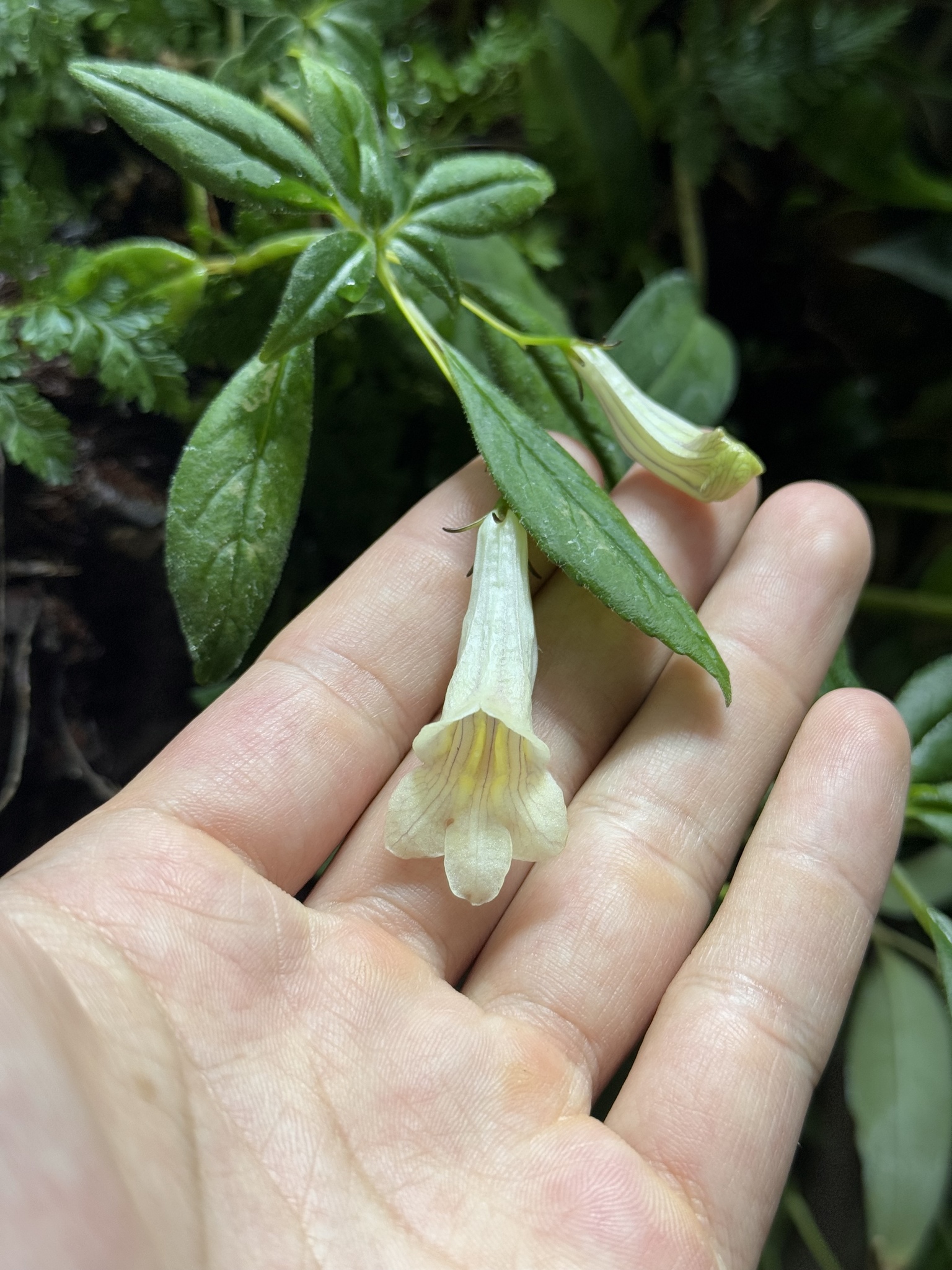 Lysionotus sulphureus