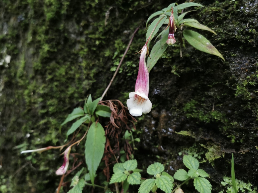 Lysionotus petelotii (Lysionotus petelotii)