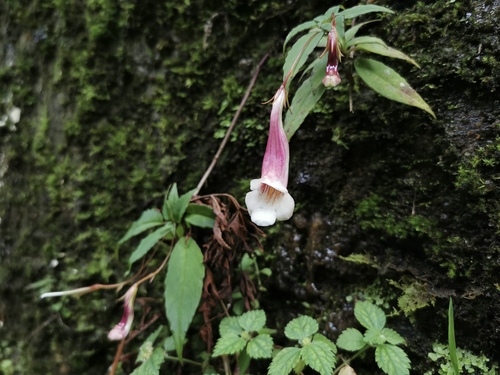 Lysionotus petelotii