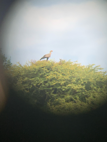 Secretarybird