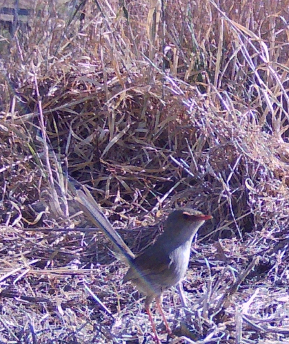 Superb Fairywren