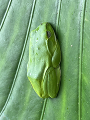 Japanese Flying Frog photo 4