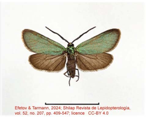 Tremewania