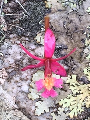 Epidendrum secundum
