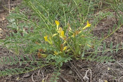 Astragalus lagobromus