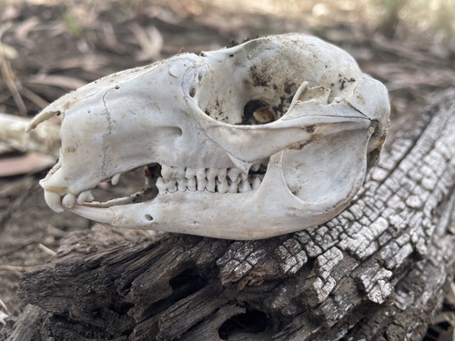 Spectacled Hare Wallaby