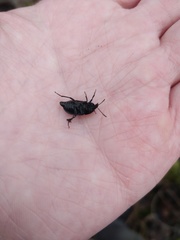 Phosphuga atrata