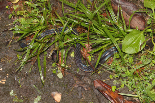 Reed Snakes (Calamariinae) - Snakes and Lizards