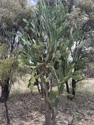 Woollyjoint Pricklypear