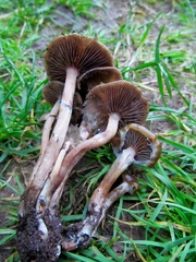 Psilocybe stuntzii