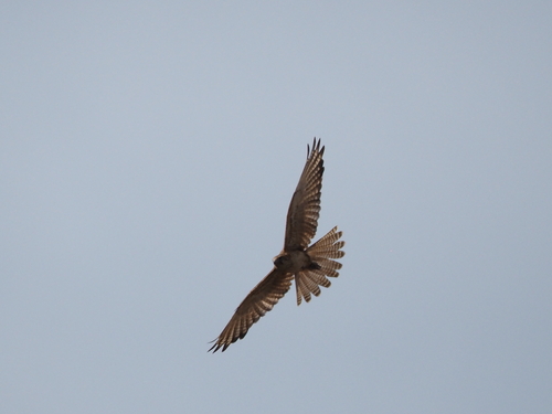 Brown Falcon