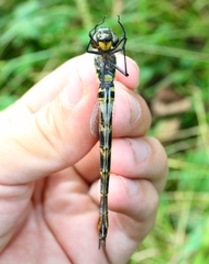 Somatochlora viridiaenea