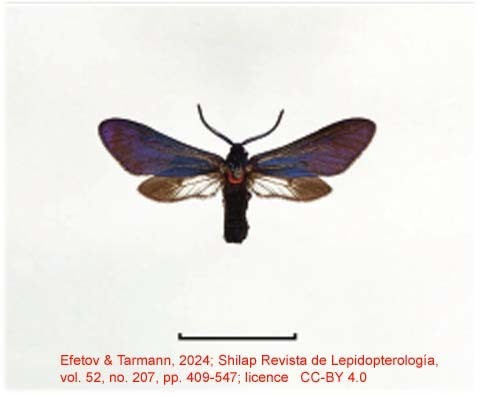 Saliunca homochroa
