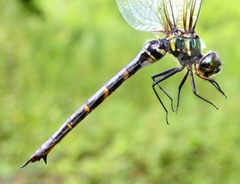 Somatochlora viridiaenea