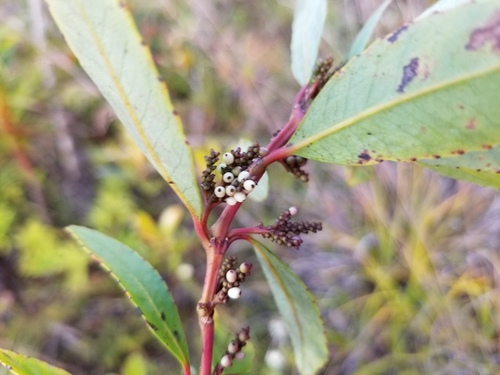 Ascarina rubricaulis observed 2025-11-13