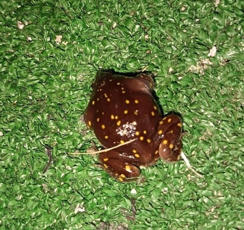 Snout-burrower, Hemisus guttatus