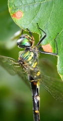 Somatochlora viridiaenea