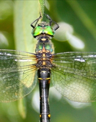 Somatochlora viridiaenea