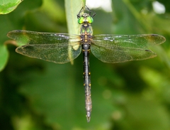 Somatochlora viridiaenea
