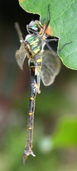 Somatochlora viridiaenea