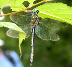 Somatochlora viridiaenea
