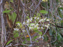 Dendrobium canaliculatum