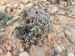 Brianhuntleya intrusa