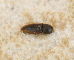 Agriotes brevis