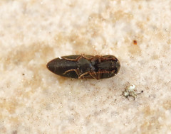 Agriotes brevis