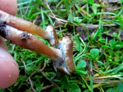 Psilocybe stuntzii