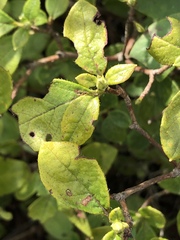Rhododendron pilosum