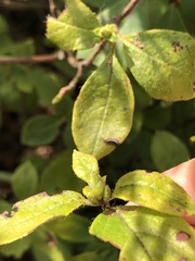 Rhododendron pilosum