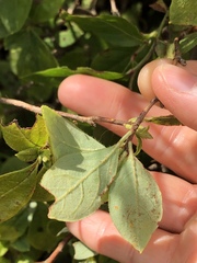 Rhododendron pilosum