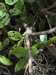Rhododendron pilosum