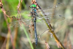 Somatochlora viridiaenea