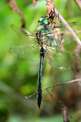 Somatochlora viridiaenea