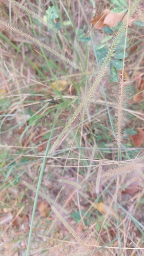 Perotis indica observed 2025-12-11